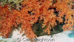 Moray under soft coral on the sand saddle between Shark a... by Carl Wrightson 